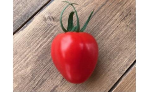 1月～6月毎月発送　幻のミニトマト　トマトベリーの定期便　6回コース　H004-134