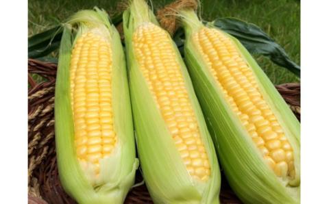 個数限定 長田農園 旬 スペシャル 定期便 毎月発送 12回 トマト ミニトマト トマトジュース 野菜ソムリエサミット 金賞 さくらんぼトマト トマトベリー 国産 野菜 詰め合わせ とうもろこし シャインマスカット にんじん 新たまねぎ 愛知県 碧南市 送料無料 H004-168