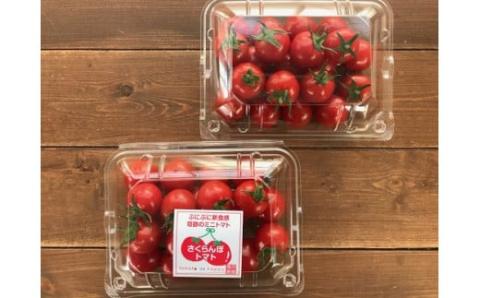 【2026年発送】衝撃の一粒!!奇跡のさくらんぼミニトマト(プチぷよ) 約750g（250g×3パック） ソムリエサミット 金賞 受賞 長田農園 産地直送 トマト とまと 野菜 やさい フルーツ サラダ 濃厚 甘い ご褒美 プレゼント 美容 健康 リピート多数 人気 高評価 数量限定 碧南市 H004-172