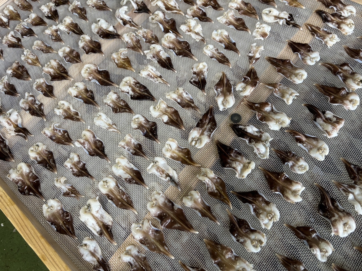 【数量限定】三河産 天然とり貝 計18枚（9枚×2パック）愛知県産 お刺身 冷凍 魚介類 海鮮 海の幸 寿司 国産 ご飯のお供 おつまみ グルメ やみつき H018-045