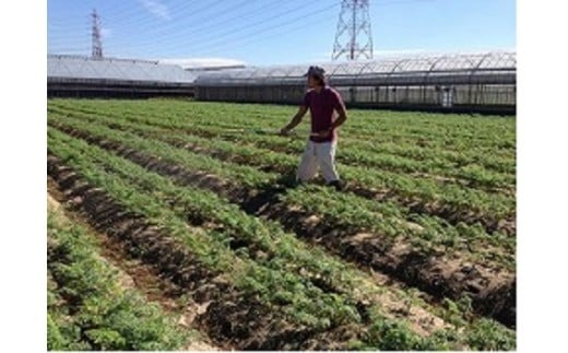 メディア出演多数！！ 【期間限定】（訳あり）鈴盛農園の甘～いにんじん 『スウィートキャロットリリィ』 10kg 人参 甘い ご家庭用 ジュース サラダ スムージー ジューシー 安心 H022-020