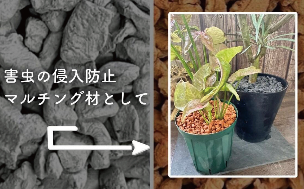 三河焼植木鉢ハーモニーブラウン【テラチップ赤焼】プランター お手軽植物栽培セット 園芸 粘土 鉢 植物 土 シルバー 赤 茶 H188-004