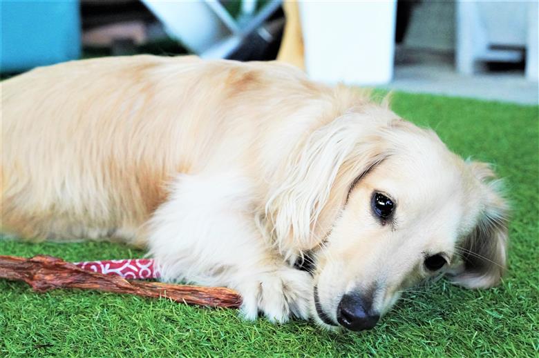 【獣医師手作り】無添加 ペット用 アキレスくんせい お試しセット（計70g） お試し 少量 ジャーキー ストレス解消 歯磨き効果 燻製 犬 猫 やみつき おやつ ご褒美 馬肉アキレスを使用 H191-004