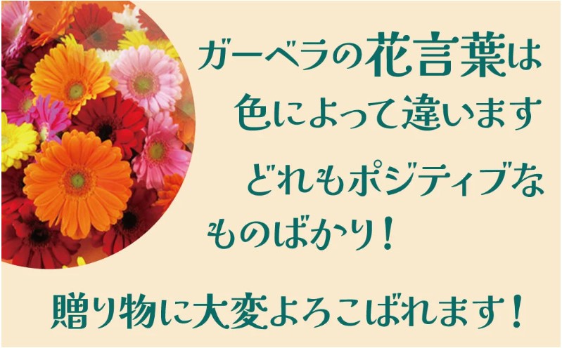 【ラッピング付】生花ガーベラミックスの花束 50本 日付指定可能 ギフト プレゼント ラッピング 産地直送 インテリア お花 フラワー ボリューム満点 H193-012