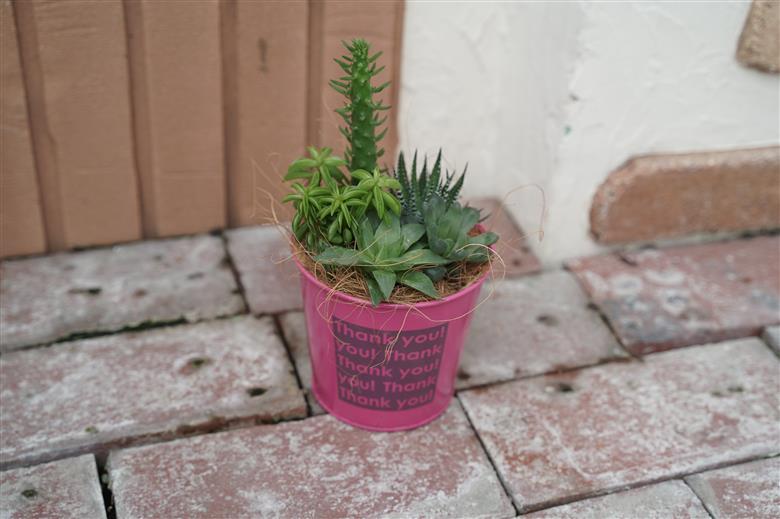 多肉植物５種【令和元年 農林水産大臣賞受賞】ブリキバケツ型室内用の鉢植えインテリア プレゼント ギフト 癒し H195-003