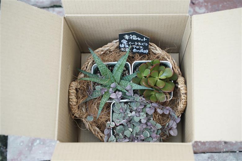 幸福セット【令和元年 農林水産大臣賞受賞】多肉植物3種室内用 インテリア プレゼント ギフト 癒し H195-004