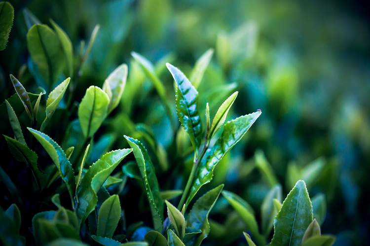 プレミアムリキュール「YANAGI2022」 高級 ほうじ茶 × 本みりん 至高の 食後酒 デザート酒 蒸留酒 お酒 ギフト 贈答 愛知県 碧南市 H200-001