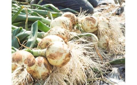 (2026年発送)新玉ねぎ 生がおいしい 神重農産のブランド玉ねぎ「旬玉」10㎏ ブランド玉ねぎ 玉ねぎ 国産 愛知県産 野菜 やさい 農家直送 畑直送 旬 期間限定 たまねぎ 先行予約 旬 特産 高評価 高リピート 人気 H105-149