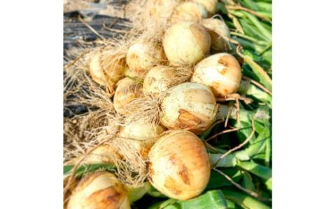 【2026年発送】【食品ロス削減】（訳あり）笑顔で笑顔を作る武ちゃん農場の新玉ねぎ“玉笑ちゃん” 9個　H095-030