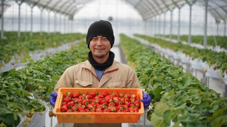 （予約受付中）【12月から順次発送】まるで赤いサファイア!!丹精込めた完熟いちご!! 約900g　H130-010