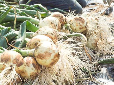 〈フジテレビ『どっちのふるさと？』で紹介されました！〉にんじん 新玉ねぎ 定期便 2回　旬の美味しい季節にお届け マドンナキャロット 旬玉 人参 ニンジン 旬玉 玉ねぎ たまねぎ 野菜 やさい 国産 碧南市 健康 食品ロス削減 甘い 先行予約 旬 特産 高評価 高リピート 人気　H105-130