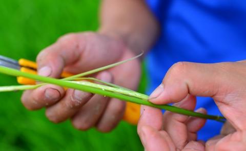 【ＡＮＡ限定】プラチナ米『大義の証』～たいぎのあかし～ H056-157
