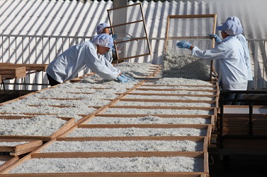 しらす屋のしらす干し　１kg×12ヶ月　定期便　H006-088