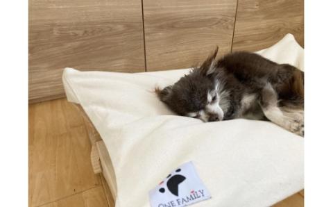 【リアルダウン使用】 プレミアム ハンモックタイプの 羽毛ペットベッド 天然鉱石配合 犬や猫が喜ぶ！ H162-035