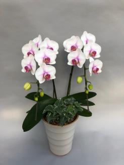 胡蝶蘭　白赤　２本立て１６輪以上　アイビー入り　H042-010