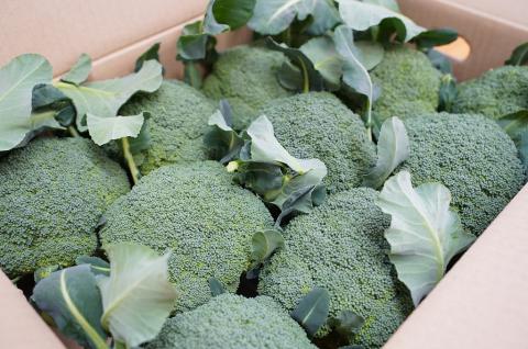 【収穫当日に発送します】豊かな大地“へきなん”から贈る　ブロッコリー約11本【期間限定】　H139-022