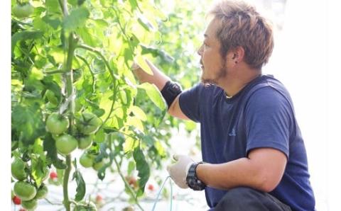 【訳あり】 この道40年の農家から直送 完熟！桃太郎トマト15～24玉　H139-017