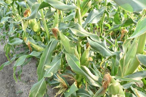 厳選朝採り とうもろこし(スイートコーン)「味来」 15本 甘い 柔らかい 安心 安全 新鮮 早朝収穫 野菜 夏野菜 大容量　H017-092