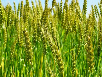 【小麦粉】愛知県産 きぬあかり 国産 薄力粉 1kg×5袋(計5kg) 定期便3回　H008-256