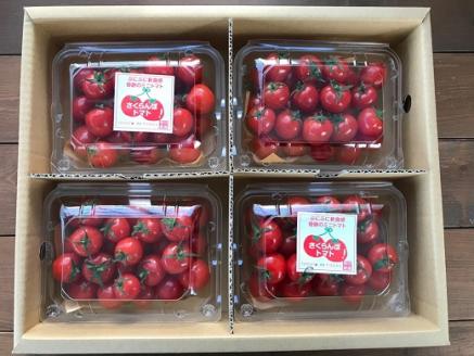 【2026年発送】衝撃の一粒!!奇跡のさくらんぼミニトマト(プチぷよ) 約1kg 野菜ソムリエサミット 金賞 受賞 長田農園 産地直送 トマト とまと 野菜 やさい フルーツ サラダ 濃厚 甘い ご褒美 プレゼント 美容 健康 リピート多数 人気 高評価 数量限定 碧南市 H004-118_Apr