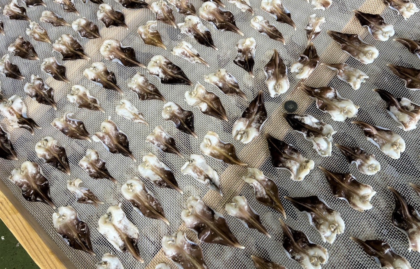 【数量限定】三河産 天然とり貝 計45枚（9枚×5パック）愛知県産 お刺身 冷凍 魚介類 海鮮 海の幸 寿司 国産 ご飯のお供 おつまみ グルメ やみつき たっぷり H018-050