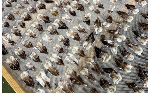 【訳あり　数量限定】三河産 天然とり貝 300ｇ（100ｇ×3パック） 愛知県産 お刺身 冷凍 魚介類 海鮮 海の幸 寿司 国産 ご飯のお供 おつまみ グルメ やみつき 訳アリ H018-051