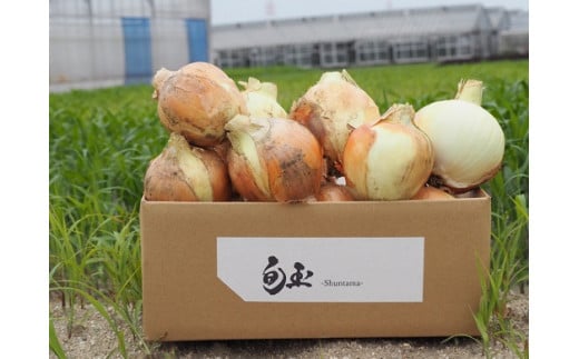 (2026年発送)訳あり 新玉ねぎ 生がおいしい 神重農産のブランド玉ねぎ「旬玉」5kg ブランド玉ねぎ 玉ねぎ 国産 愛知県産 野菜 やさい 農家直送 畑直送 旬 期間限定 たまねぎ 先行予約 旬 特産 高評価 高リピート 人気  H105-153