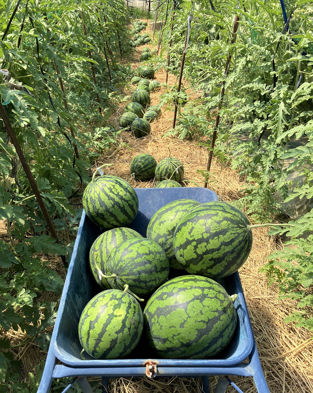 【2026年発送】深く甘いコク感と強いシャリ感「羅皇ザスウィート」1玉 すいか 甘い すいか1玉 果物 フルーツ　H141-015