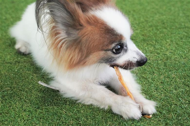 【獣医師手作り】無添加 ペット用 アキレスくんせい お試しセット（計70g） お試し 少量 ジャーキー ストレス解消 歯磨き効果 燻製 犬 猫 やみつき おやつ ご褒美 馬肉アキレスを使用 H191-004