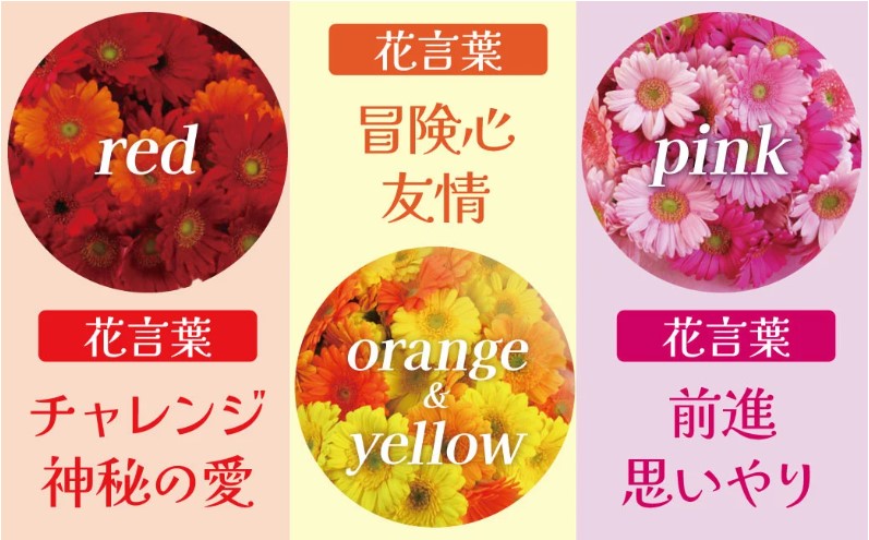 【ラッピング付】生花ガーベラミックスの花束 50本 日付指定可能 ギフト プレゼント ラッピング 産地直送 インテリア お花 フラワー ボリューム満点 H193-012