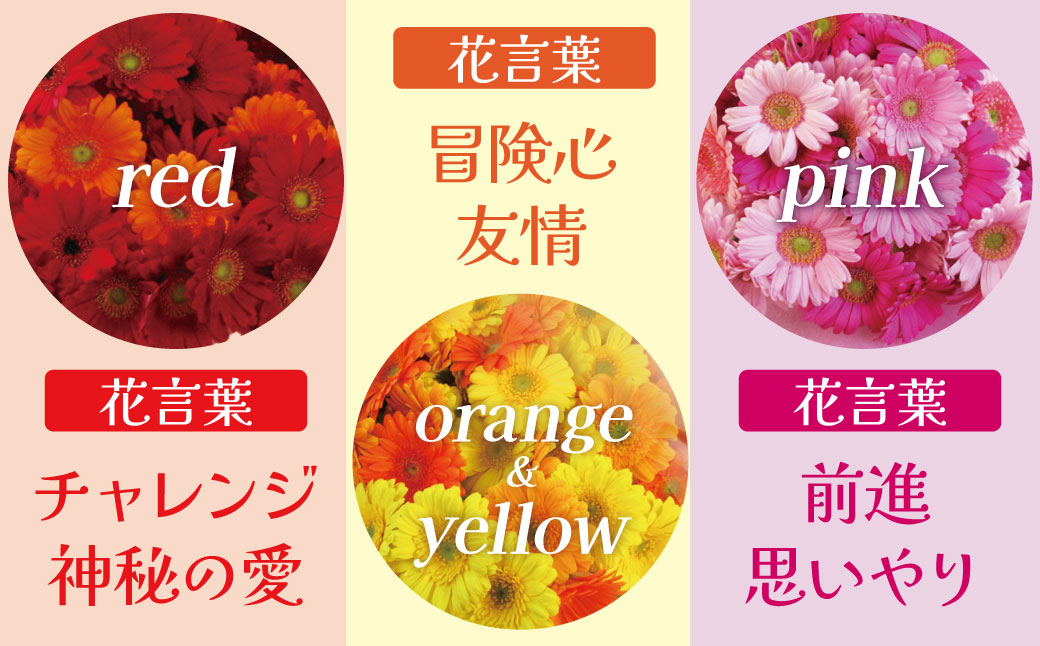 【ラッピング付】生花 レッドガーベラ の花束 50本 日付指定可能 ギフト プレゼント ラッピング 産地直送 インテリア お花 フラワー ボリューム満点 H193-015
