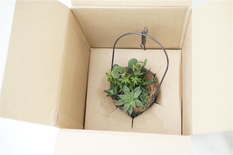 多肉植物６種【令和元年 農林水産大臣賞受賞】ブリキバケツ型室内用の鉢植えインテリア プレゼント ギフト 癒し H195-001