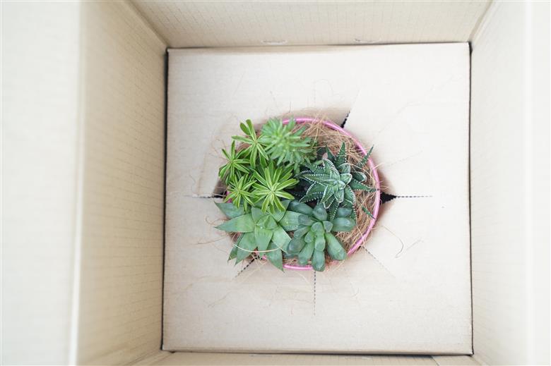 多肉植物５種【令和元年 農林水産大臣賞受賞】ブリキバケツ型室内用の鉢植えインテリア プレゼント ギフト 癒し H195-003