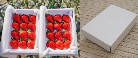 （予約受付中）【12月から順次発送】まるで赤いサファイア!!丹精込めた完熟いちご!! 約900g　H130-010