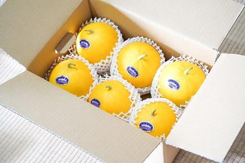 【2026年発送】完熟！イエローキングメロン 5kg以上(5玉～6玉)　H141-017