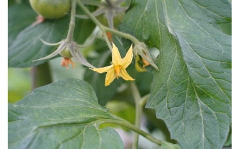 この道40年の農家から直送 完熟！桃太郎トマト 6～9玉　H139-018