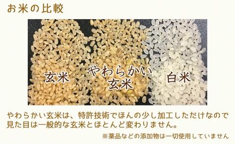 やわらかい玄米 900g×50袋　※定期便12回　安心安全なヤマトライス　H074-636