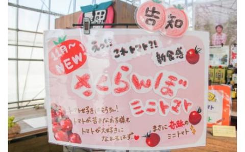 新食感!!奇跡のさくらんぼミニトマトの定期便 約500g×6回コース　H004-139