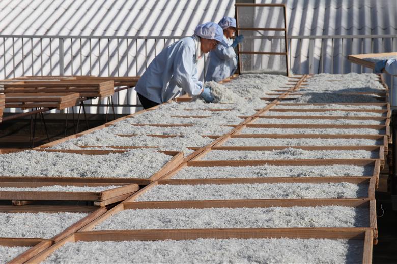 【半年定期便 隔月3回】しらす屋のしらす干し　500ｇ×3回お届け　定期便 魚介類 しらす シラス 国産 海の幸 ご飯のお供 おつまみ しらす丼 グルメ ギフト 贈り物 やみつき 冷凍 H006-089