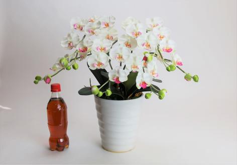 綺麗で丈夫な三河陶器で贈る 光触媒胡蝶蘭小輪３本立（白の陶器×白桃色の花）　H100-083