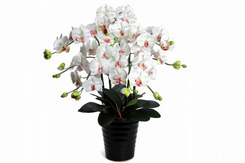 綺麗で丈夫な三河陶器で贈る光触媒胡蝶蘭大輪５本立（黒の陶器×白桜色の花）H100-079