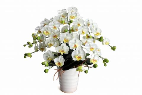 綺麗で丈夫な三河陶器で贈る光触媒胡蝶蘭小輪５本立（白の陶器×白色の花）H100-078