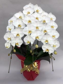 胡蝶蘭 白 3本立　３６輪以上　H042-012