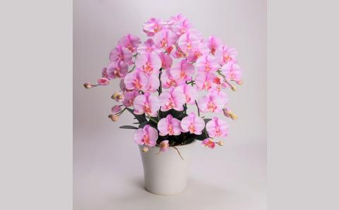 綺麗で丈夫な三河陶器で贈る光触媒胡蝶蘭大輪５本立（白釉薬の陶器×桃色の花）　H100-095