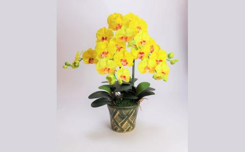 綺麗で丈夫な三河陶器で贈る光触媒胡蝶蘭大輪３本立（緑の陶器×黄色の花）　H100-093