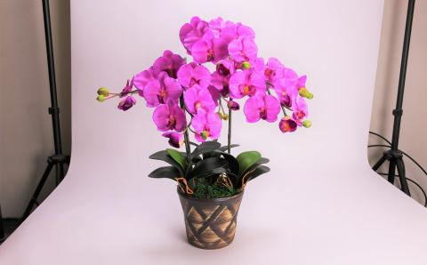 綺麗で丈夫な三河陶器で贈る光触媒胡蝶蘭大輪３本立（茶の陶器×バイオレット色の花）　H100-092