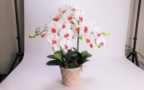 綺麗で丈夫な三河陶器で贈る光触媒胡蝶蘭大輪３本立（ホワイトビスクの陶器×白の花）　H100-091