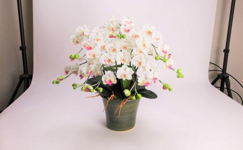 綺麗で丈夫な三河陶器で贈る光触媒胡蝶蘭小輪５本立（グリーンの陶器×白色の花）　H100-090