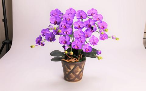 綺麗で丈夫な三河陶器で贈る光触媒胡蝶蘭小輪３本立（ブラウンの陶器×紫色の花）　H100-087