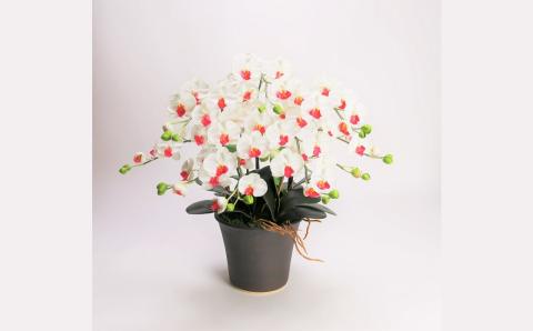 綺麗で丈夫な三河陶器で贈る光触媒胡蝶蘭小輪５本立（ブラウンの陶器×白色の花）　H100-089